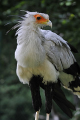 secretary bird