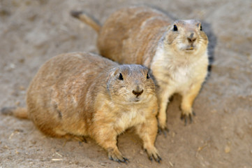 two prairie dogs looking at camera