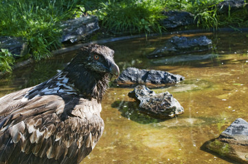 vulture by the pond