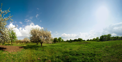 Apple orchard panorama