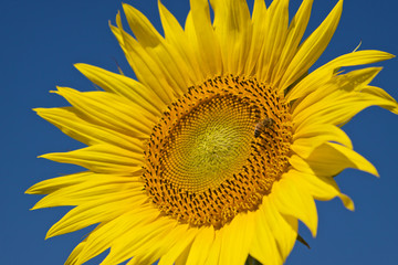 girasole con cielo blu