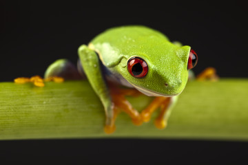 Red eyed tree frog