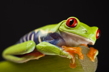 Green frog