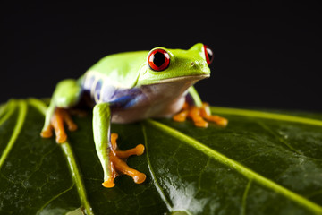 Red eyed tree frog
