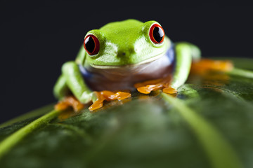 Frog - small animal red eyed