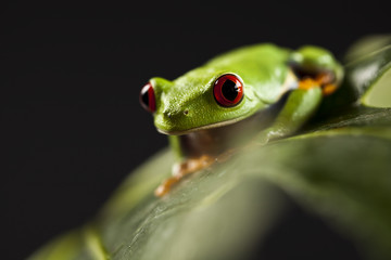 Red eyed tree frog