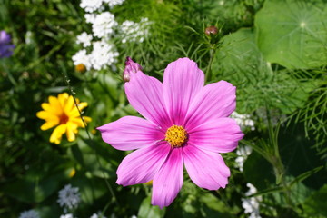 Obraz premium Kosmeenblüte