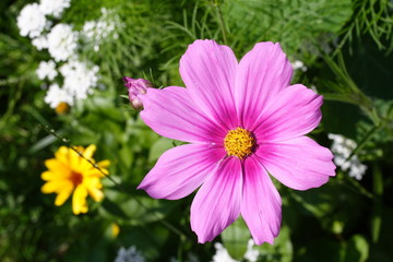 Obraz premium Blumenbeet