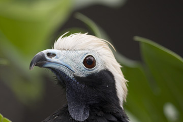 Piping Guan (Pipile cumanensis) _MG_8877
