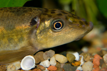 Schmerle