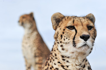 Cheetah 4