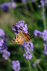 Papillon sur de la lavande