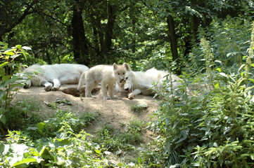 Wolf's  family.