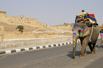 Obraz premium Elephant Taxi