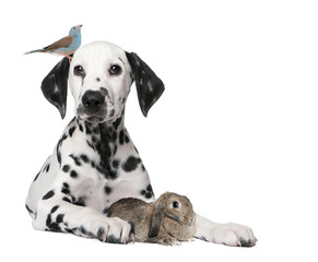 Group of pets : dog puppy, bird, rabbit