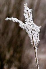 Hoar frost or soft rime on plants at a winter day