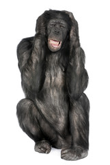 Naklejka premium Mixed-Breed between Chimpanzee and Bonobo