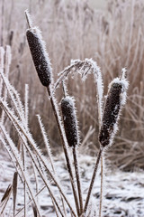 Fototapeta premium Hoar frost or soft rime on plants at a winter day
