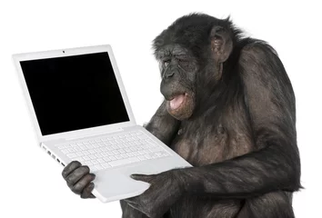 Papier Peint photo Lavable Singe singe regardant un écran d& 39 ordinateur vide