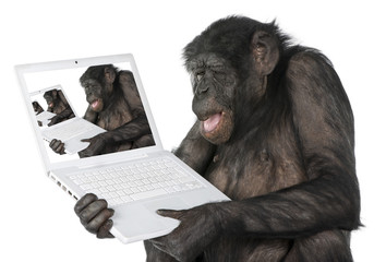 Naklejka premium monkey looking on a computer screen
