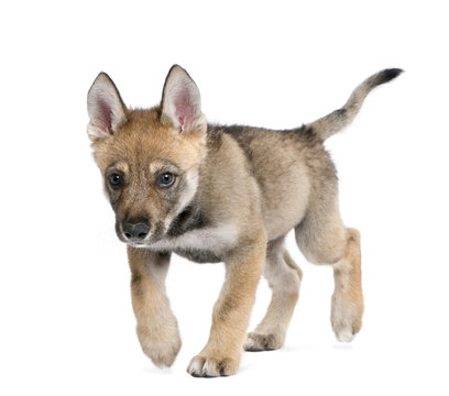 Fototapeta Young European wolf - Canis lupus lupus