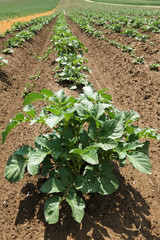 Rows of potato
