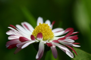Gänseblümchen