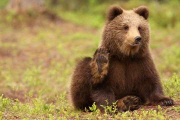 Cute little brown bear waving with its paw at you
