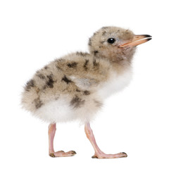 Common Tern chick - Sterna hirundo (7 days old)