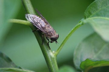Horsefly on Green Plant