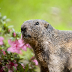 Naklejka na ściany i meble Alpejski Marmot - Marmota marmota