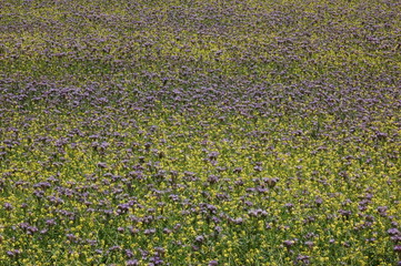 Champ de mélilot en Provence