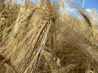 Reifes Getreide im Sommer – Nahaufnahme goldener Ähren auf dem Feld
