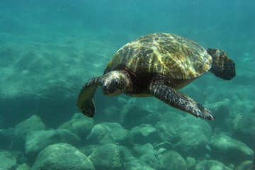 Obraz premium Schildkröte