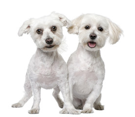 two maltese dog (3 and 5 years old)