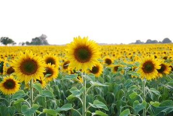 Fototapeta premium Sonnenblume