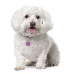 maltese dog (8 years old) sitting.