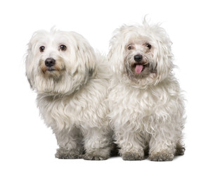 couple of two maltese dog (4 years old)