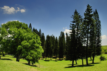 Fototapeta na wymiar Landscape with pine trees
