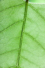 green leaf