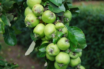 Apfel