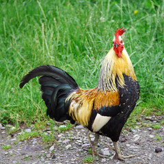 Rooster