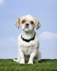 Mixed-Breed Dog between a shih-tsu and a pekingese (4 years old)