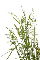 different type of grass on white