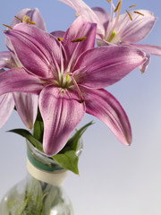 Fototapeta na wymiar beautiful lily in glass mug still-life