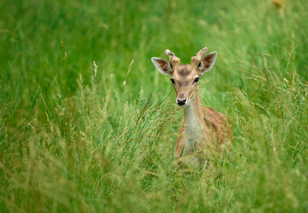 young deer in the grass