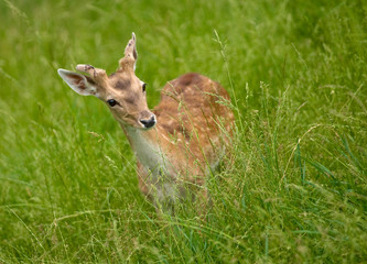 young deer in the grass
