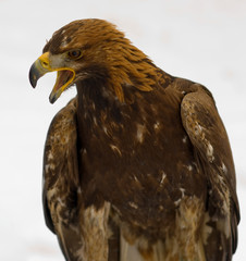 golden eagle