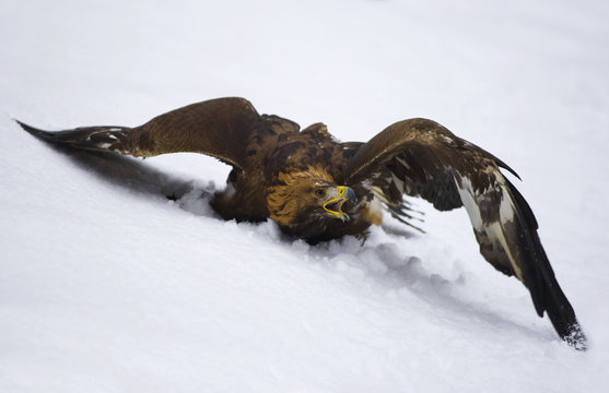 Golden Eagle In Snow