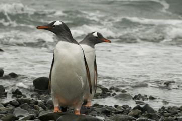 Obraz premium Pinguim na Antartica